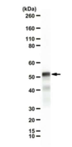 Mis12 Complex Rabbit anti-Human, Polyclonal, MilliporeSigma 25 &mu;g;Unconjugated:Antibodies,